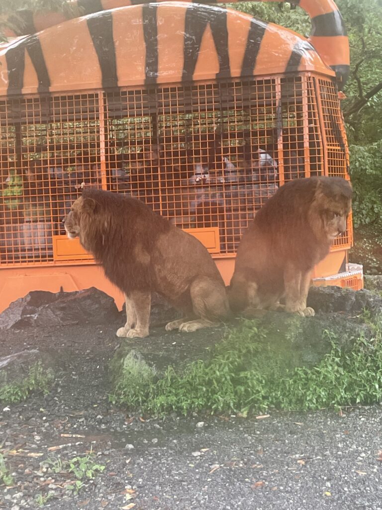 雨の日の富士サファリパーク