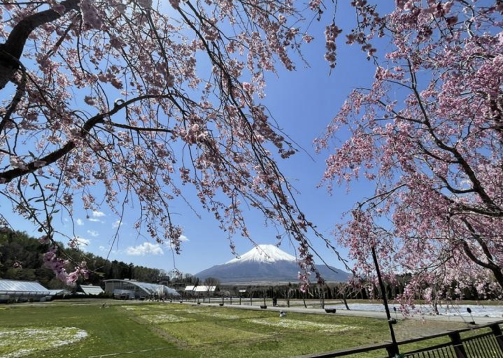 山中湖にある花の都公園から見える富士山と桜