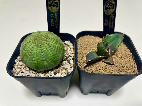 山梨にあるMt.Fuji plantsで購入したアガベ白鯨&ユーフォルビア・オベサ