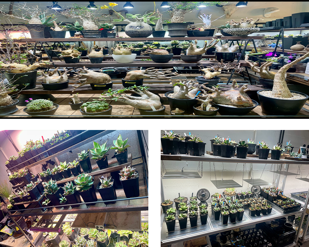 山梨にあるアガベ・塊根植物のお店Mt.Fuji plants