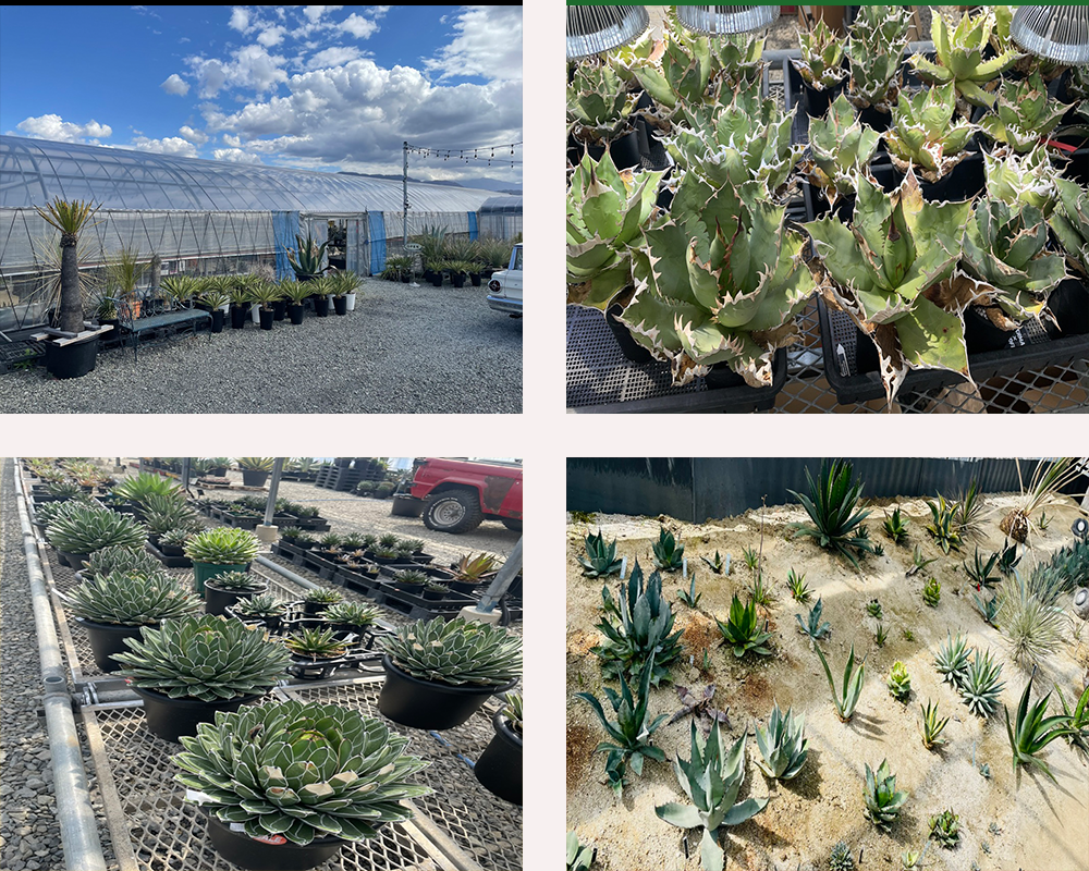 山梨県南アルプスにあるアガベ専門店「内田農園」